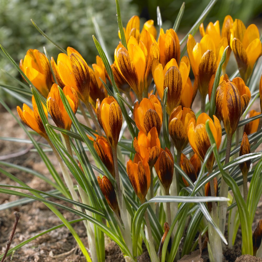 flower bulbs for gardens | j parker dutch bulbs