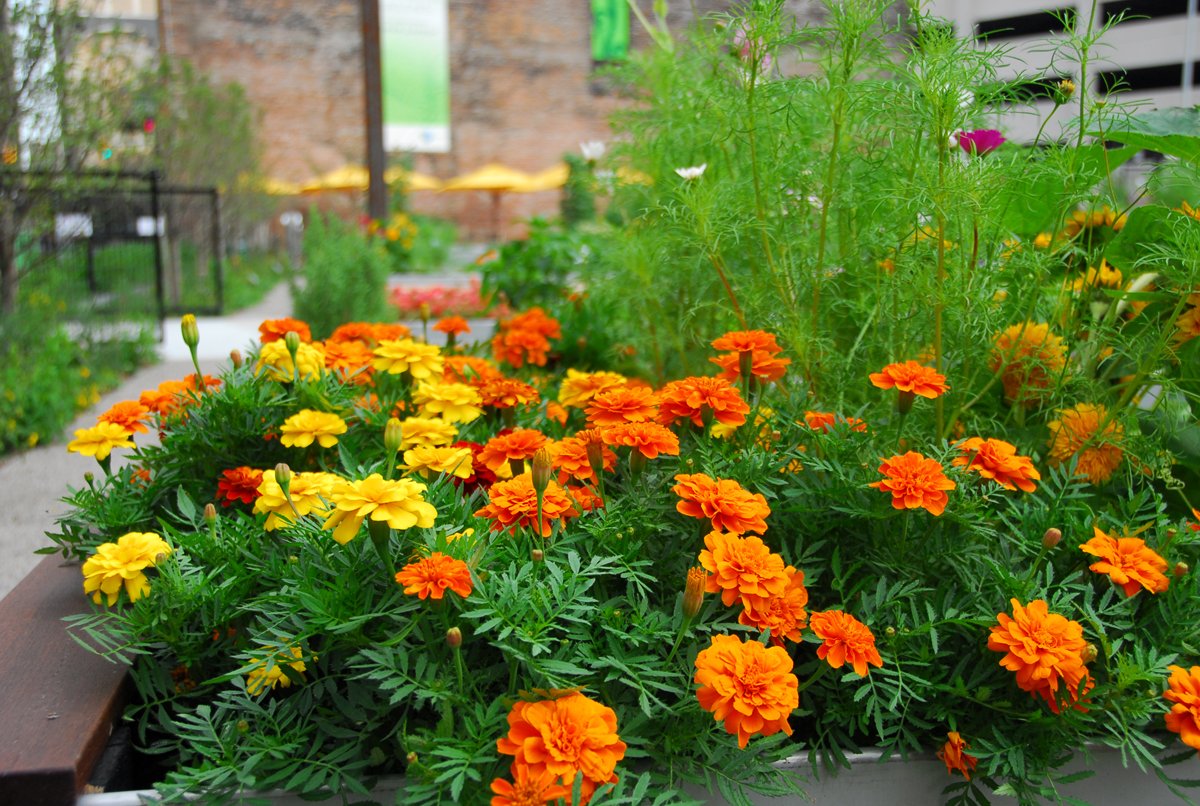 lafayette greens: an urban garden
