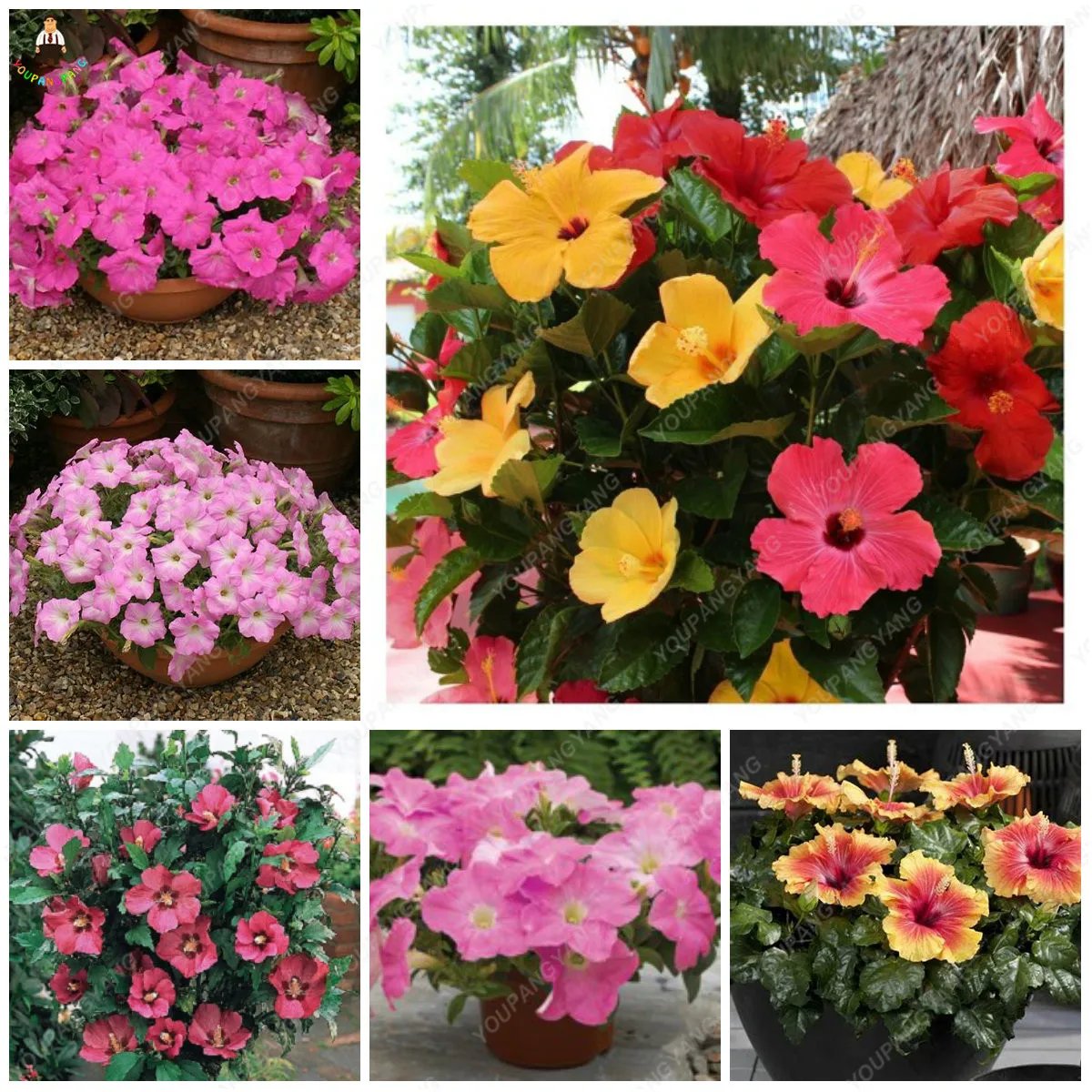 us $0.71 19% off|100pcs mixed colors giant hibiscus bonsai dinnerplate  hibiscus perennial flower plants for home garden planting-in bonsai from  home &