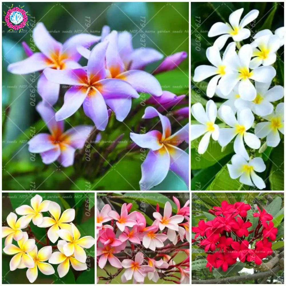 20pcs bonsai plumeria rubra india frangipani flower myanmar gardenia
