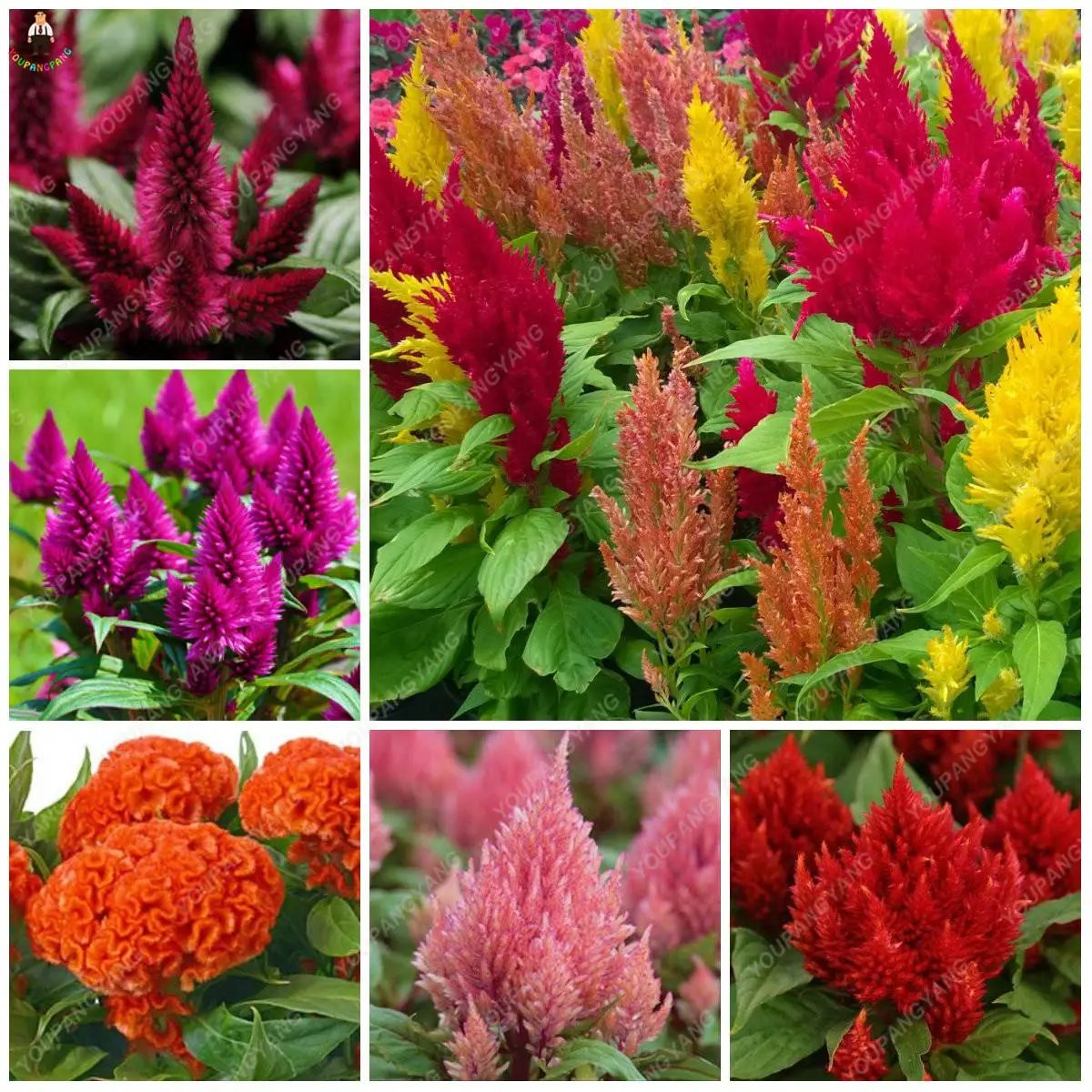 us $0.71 19% off|100pcs rainbow cockscomb flower potted bonsai flower  plants for home & garden decoration free shipping-in bonsai from home &  garden