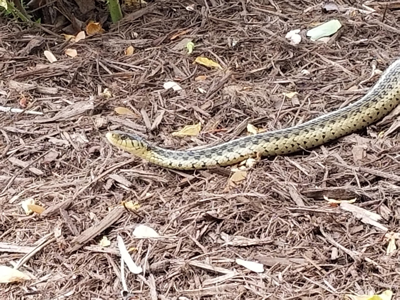 found a friendly snek in my flower bed : gardening