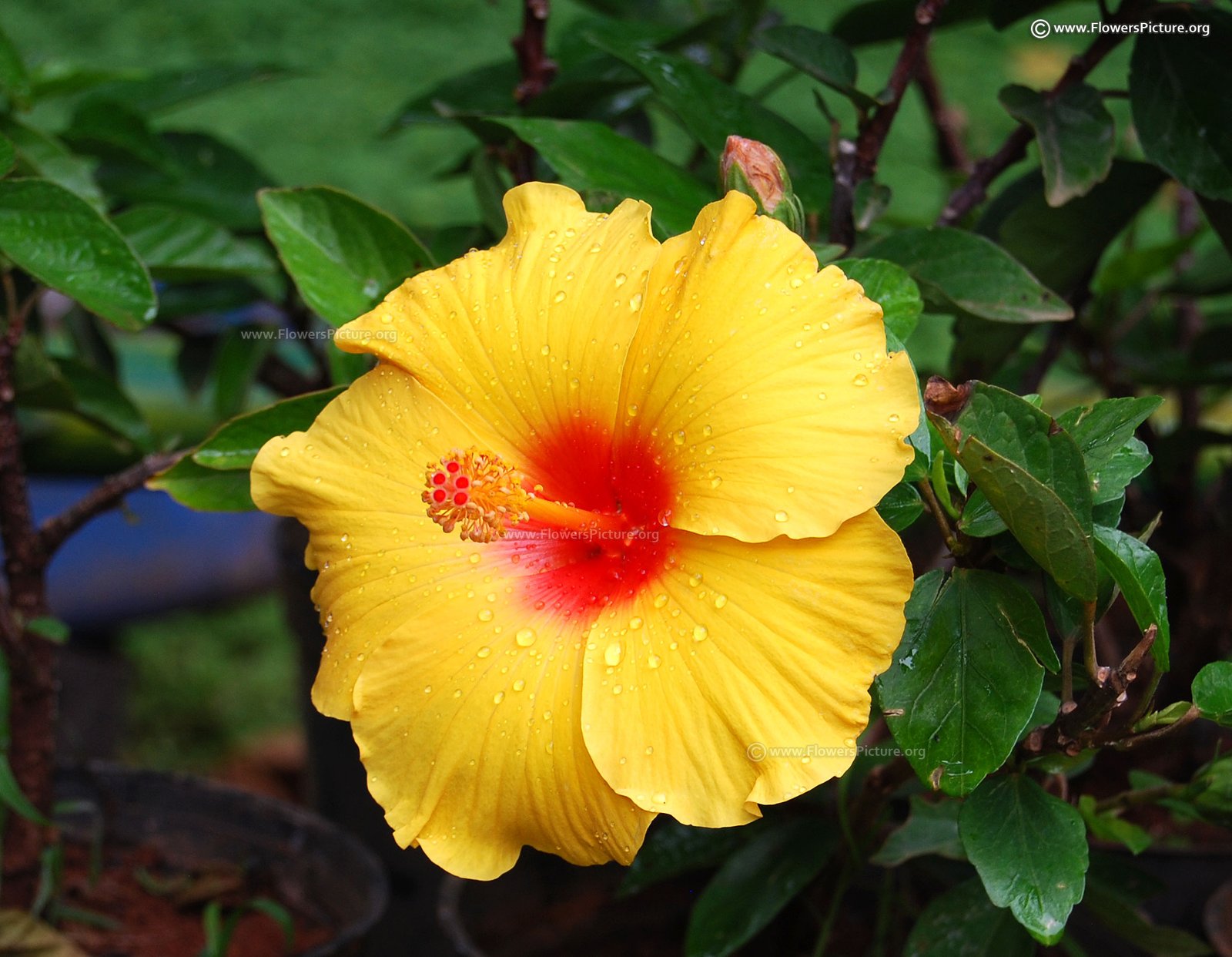 hibiscus flower varieties