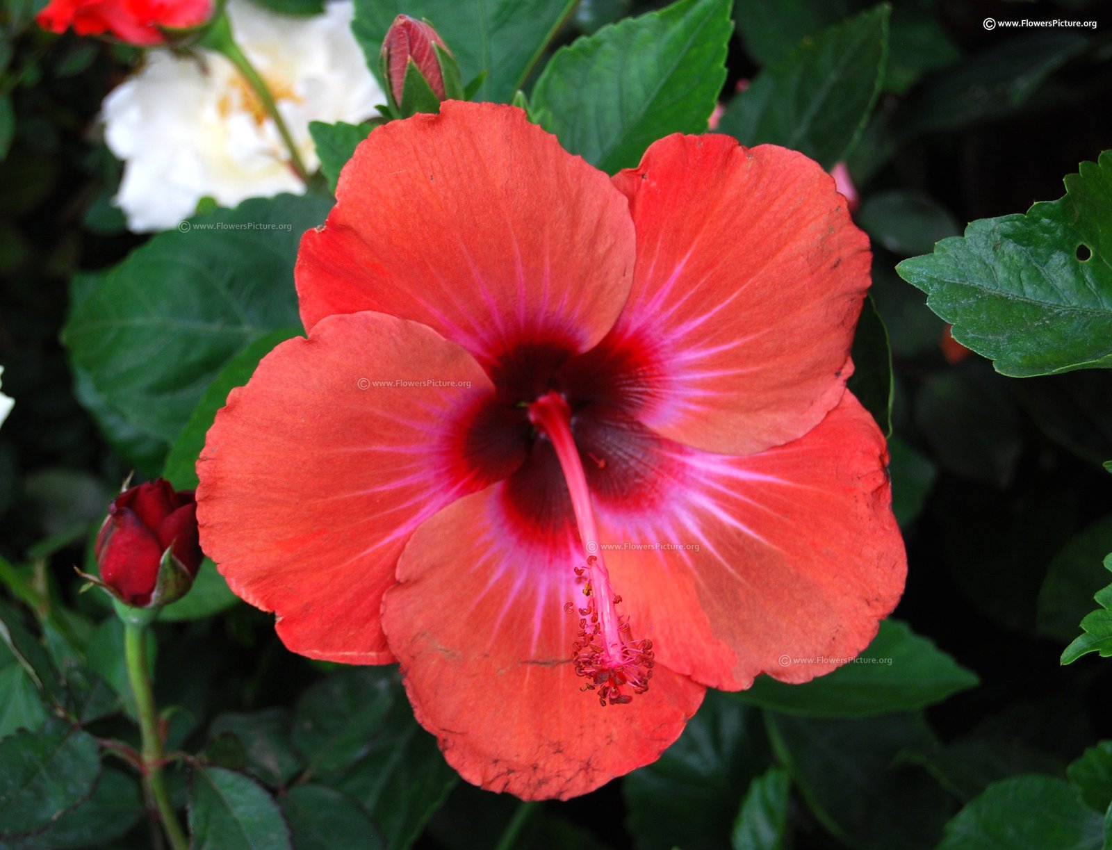 hibiscus flower varieties