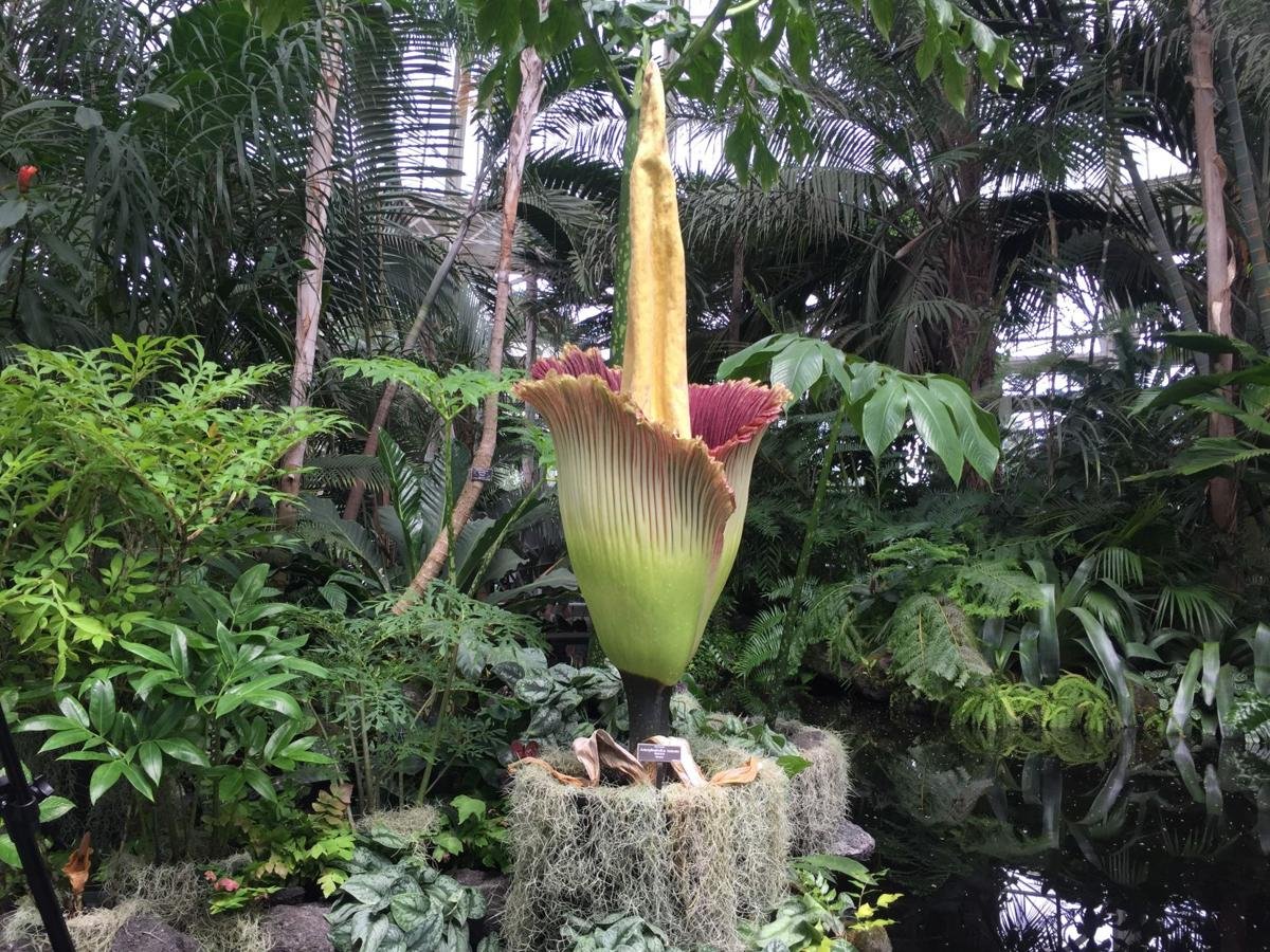 up close with the rare and stinky corpse flower | home + garden