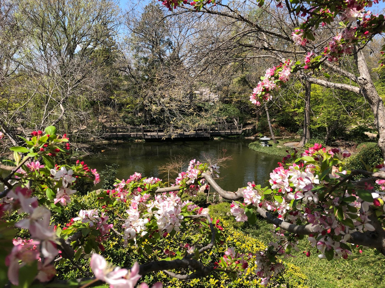 begonia trees in bloom at japanese garden in ft worth : texas