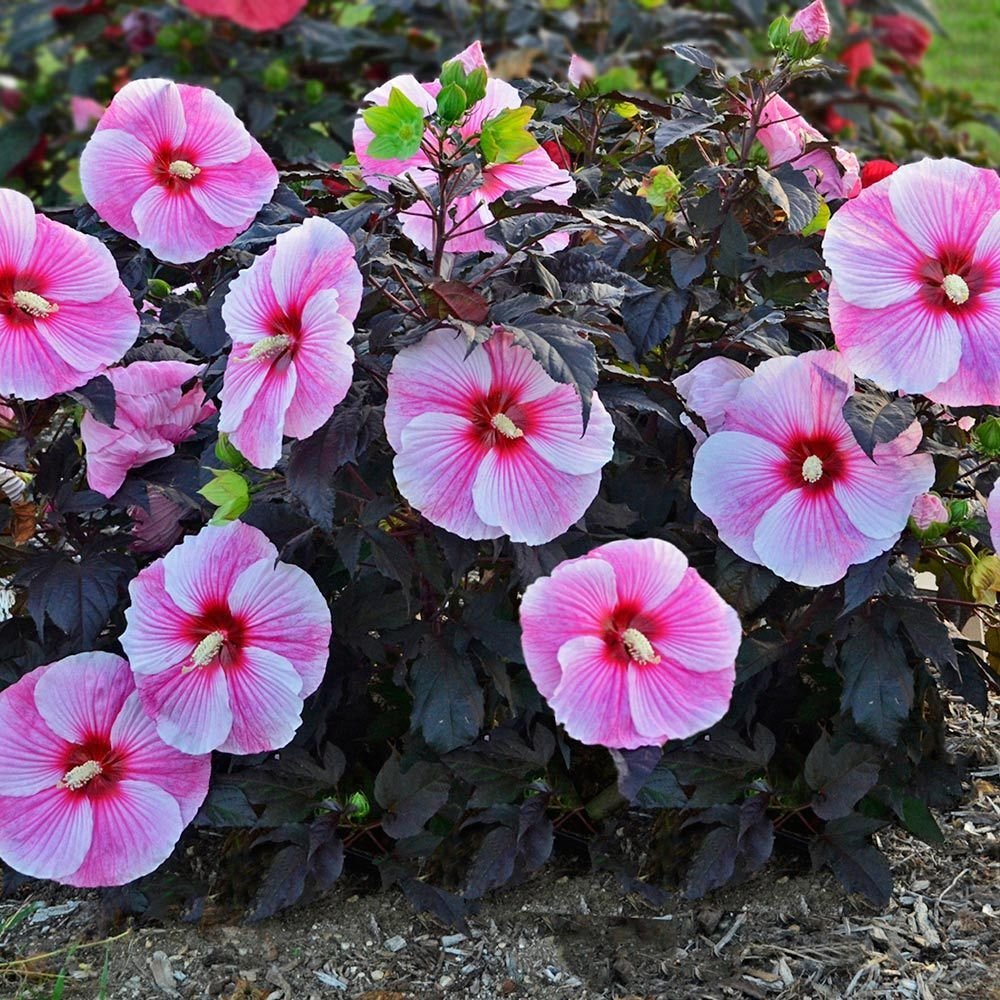 perennials for shade | white flower farm