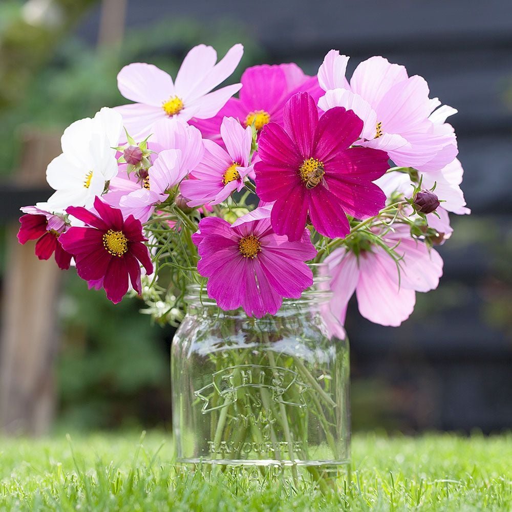 annuals for cutting | white flower farm