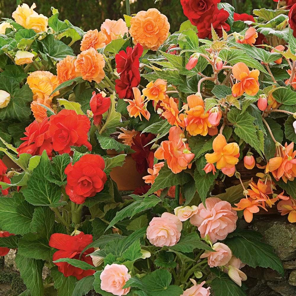 begonias, tuberous begonias, foliage begonias, fragrant begonias