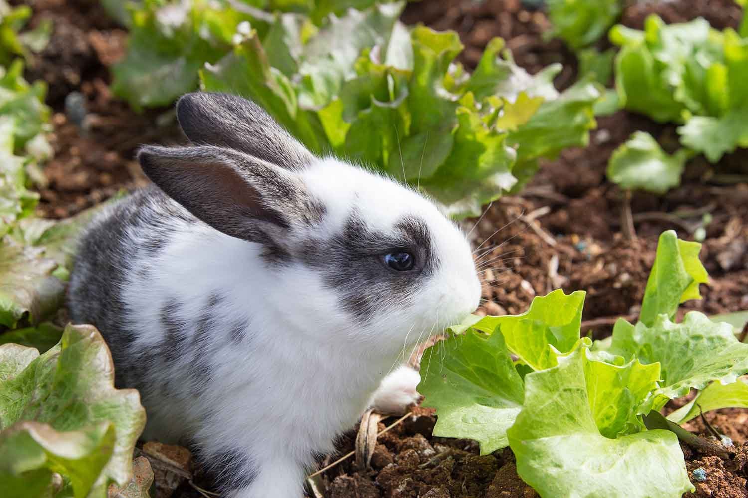 how to keep rabbits from eating your plants | better homes and gardens