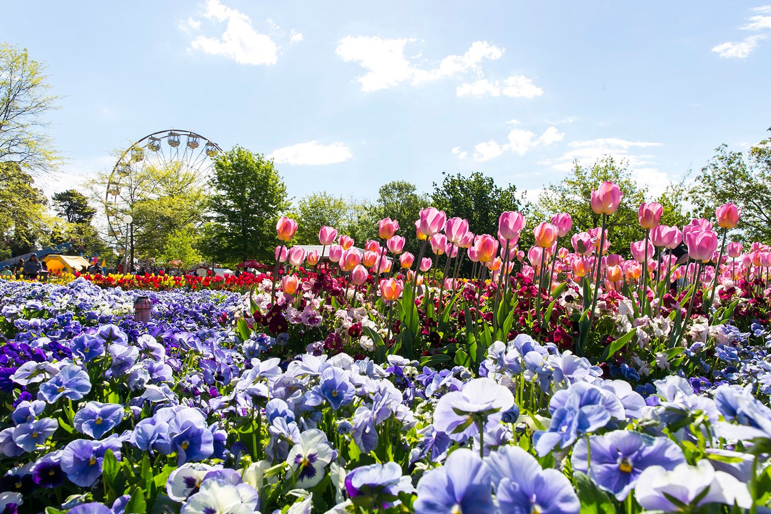 the must-see flower festival coming to canberra this spring | better