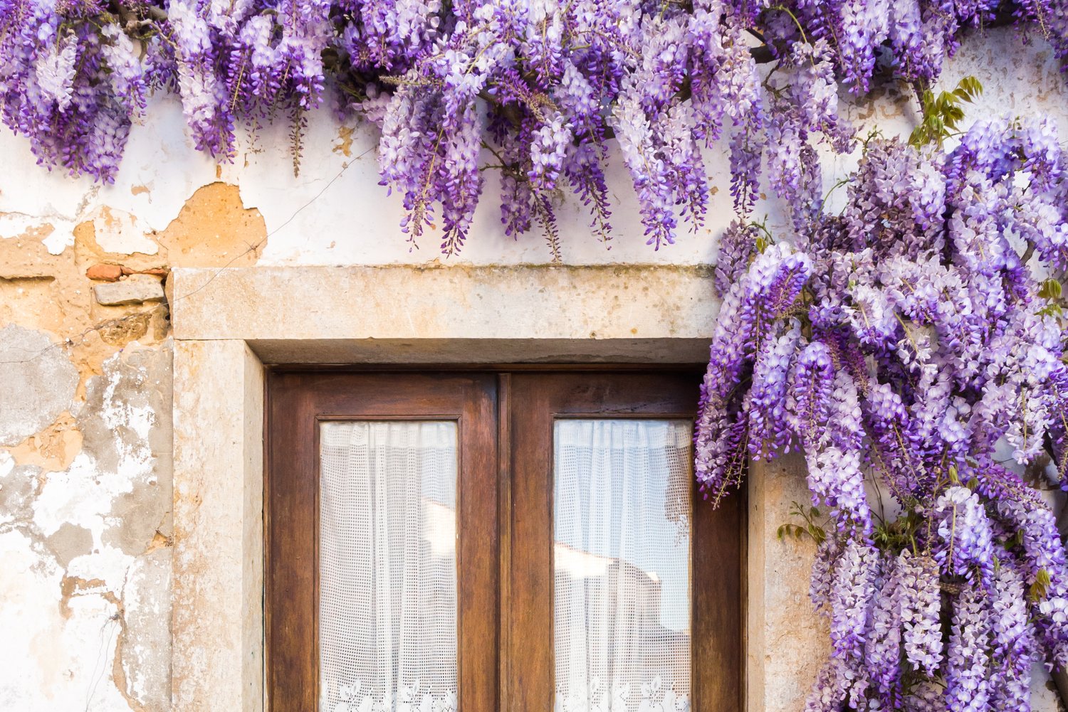 8 best climbing plants in australia | better homes and gardens