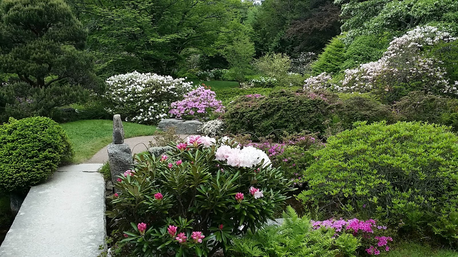 asticou azalea garden | land & garden preserve