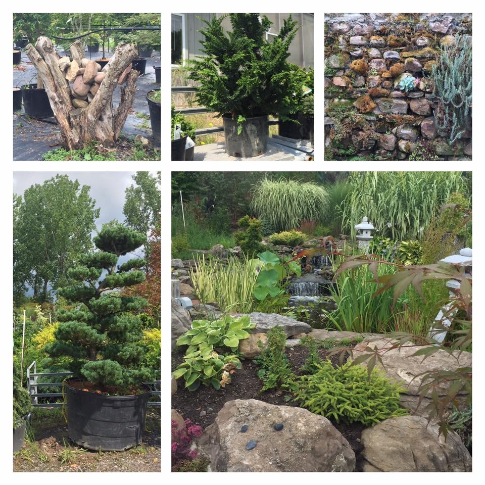 oriental garden (@gardenrochester) | twitter
