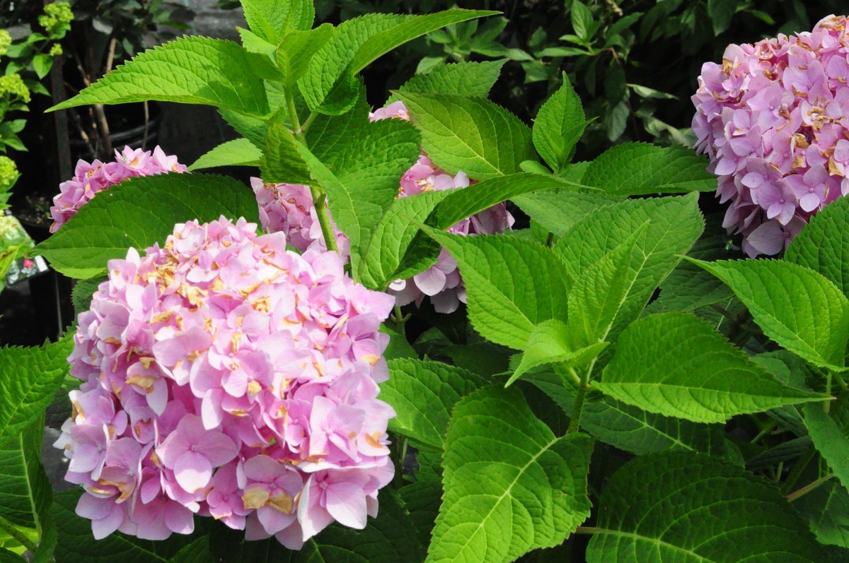 oriental garden on twitter: "'twist n' shout' hydrangea