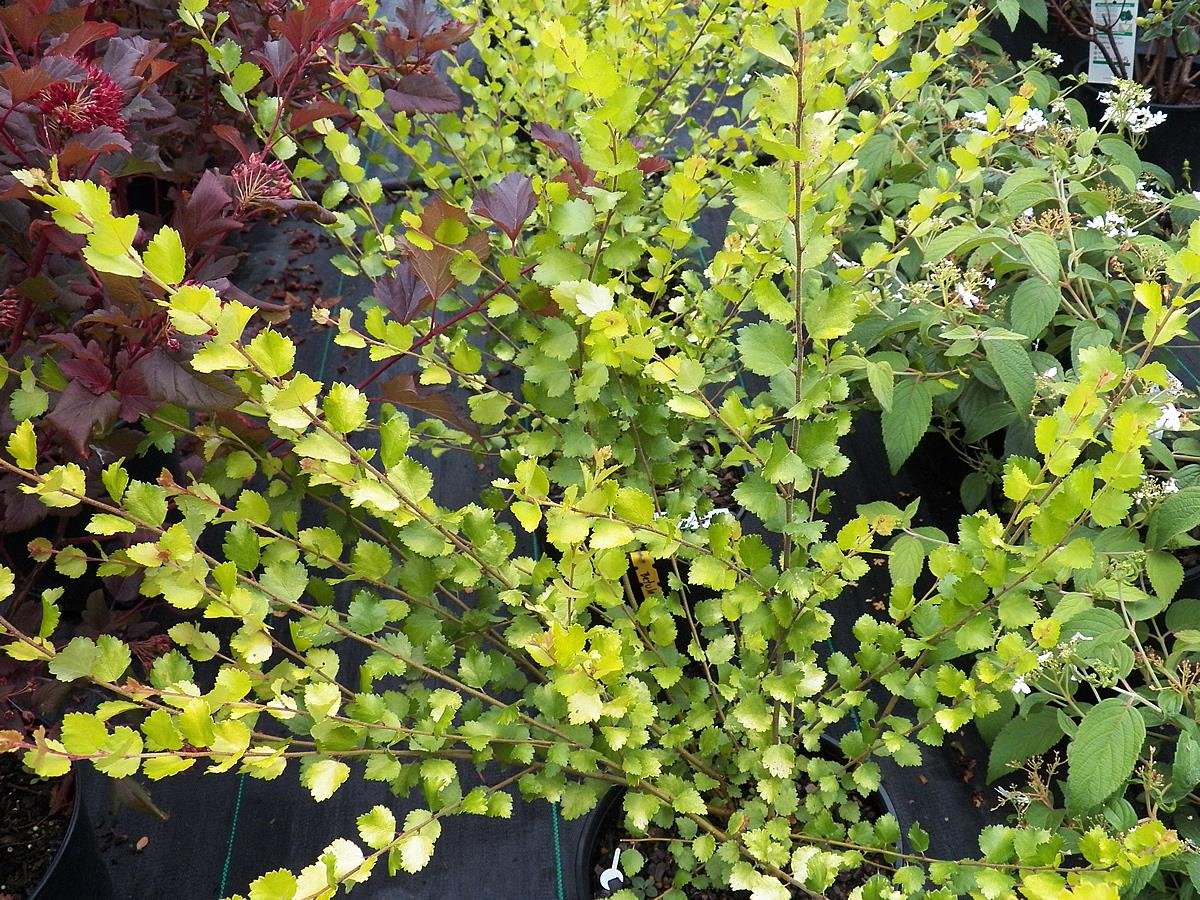 oriental garden plants - garden design ideas