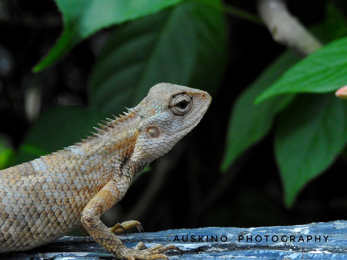 orientalgardenlizard hashtag on twitter
