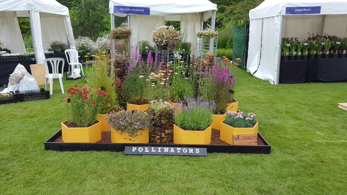 john cullen gardens on twitter: "all set for #rhsharlowcarr flower