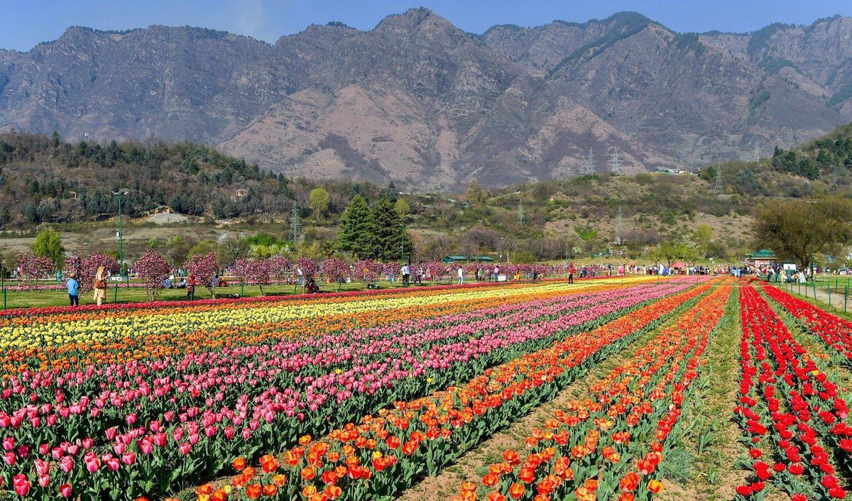 all india radio on twitter: "tulips in full bloom ? tulip flowers
