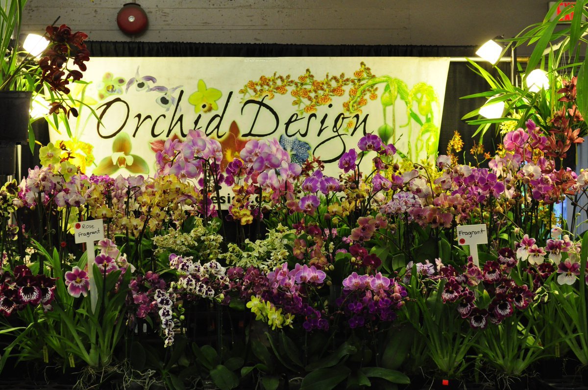 angelic nguyen on twitter: "miltonia at the san francisco flower