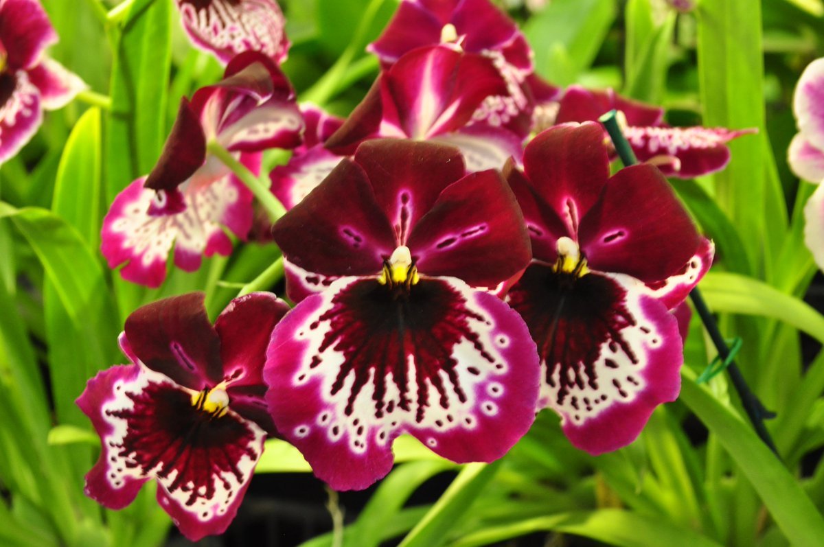 angelic nguyen on twitter: "miltonia at the san francisco flower