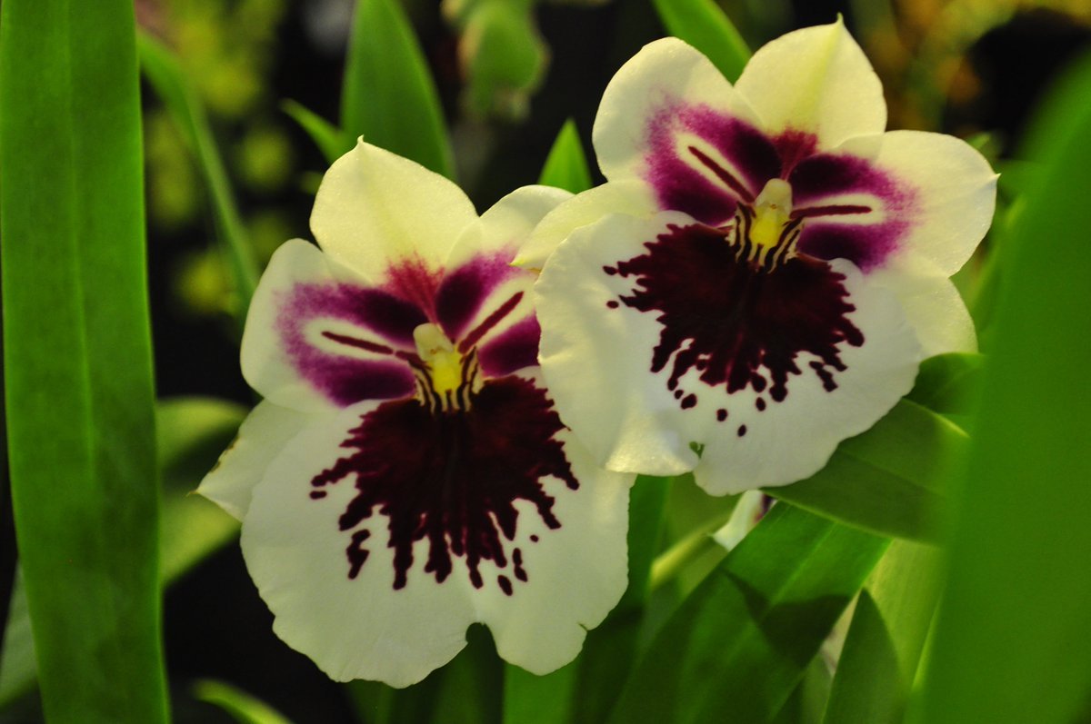 angelic nguyen on twitter: "miltonia at the san francisco flower