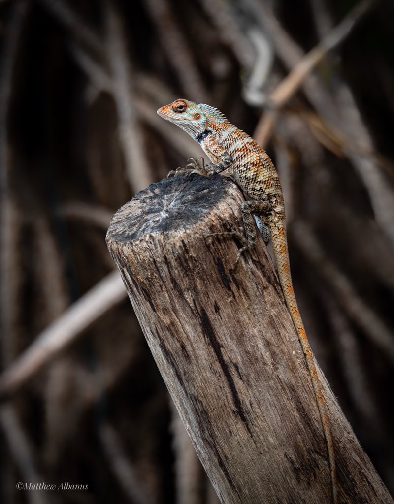matthew albanus on twitter: "an oriental garden lizard