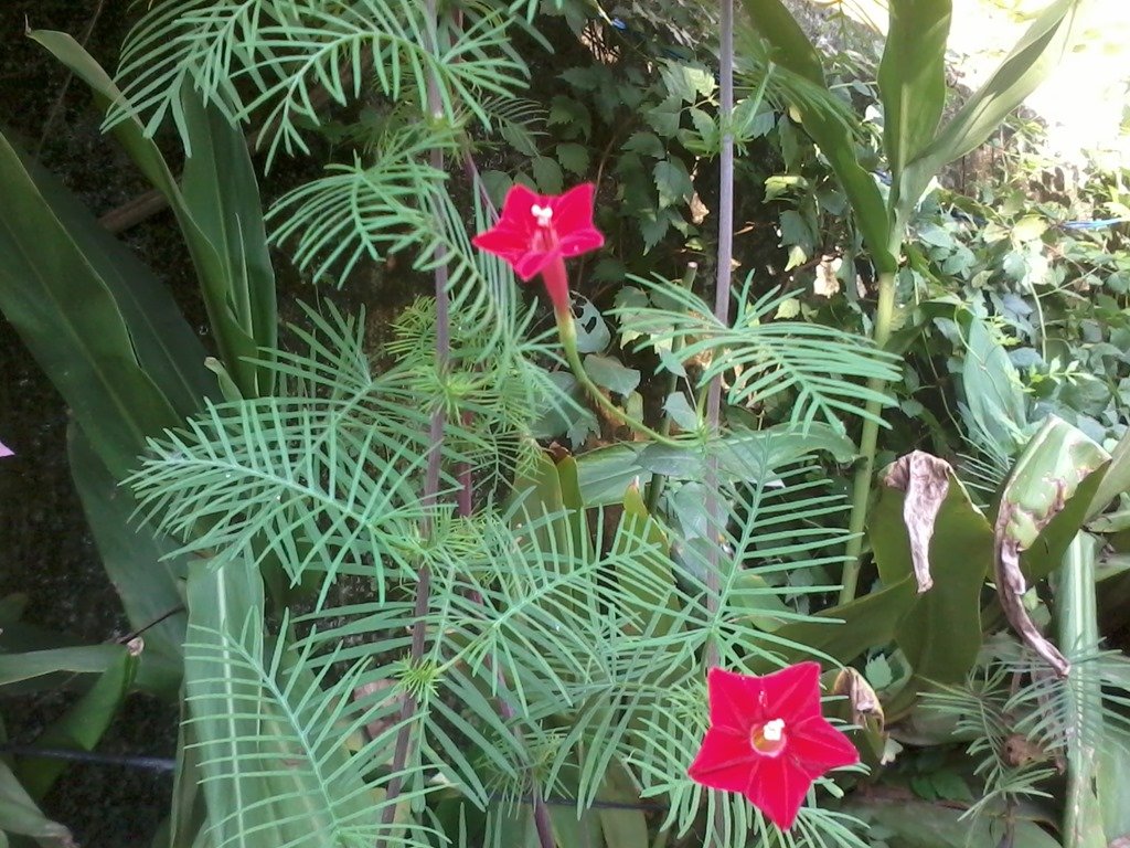welcoming bees, butterflies, insects and birds in my garden in