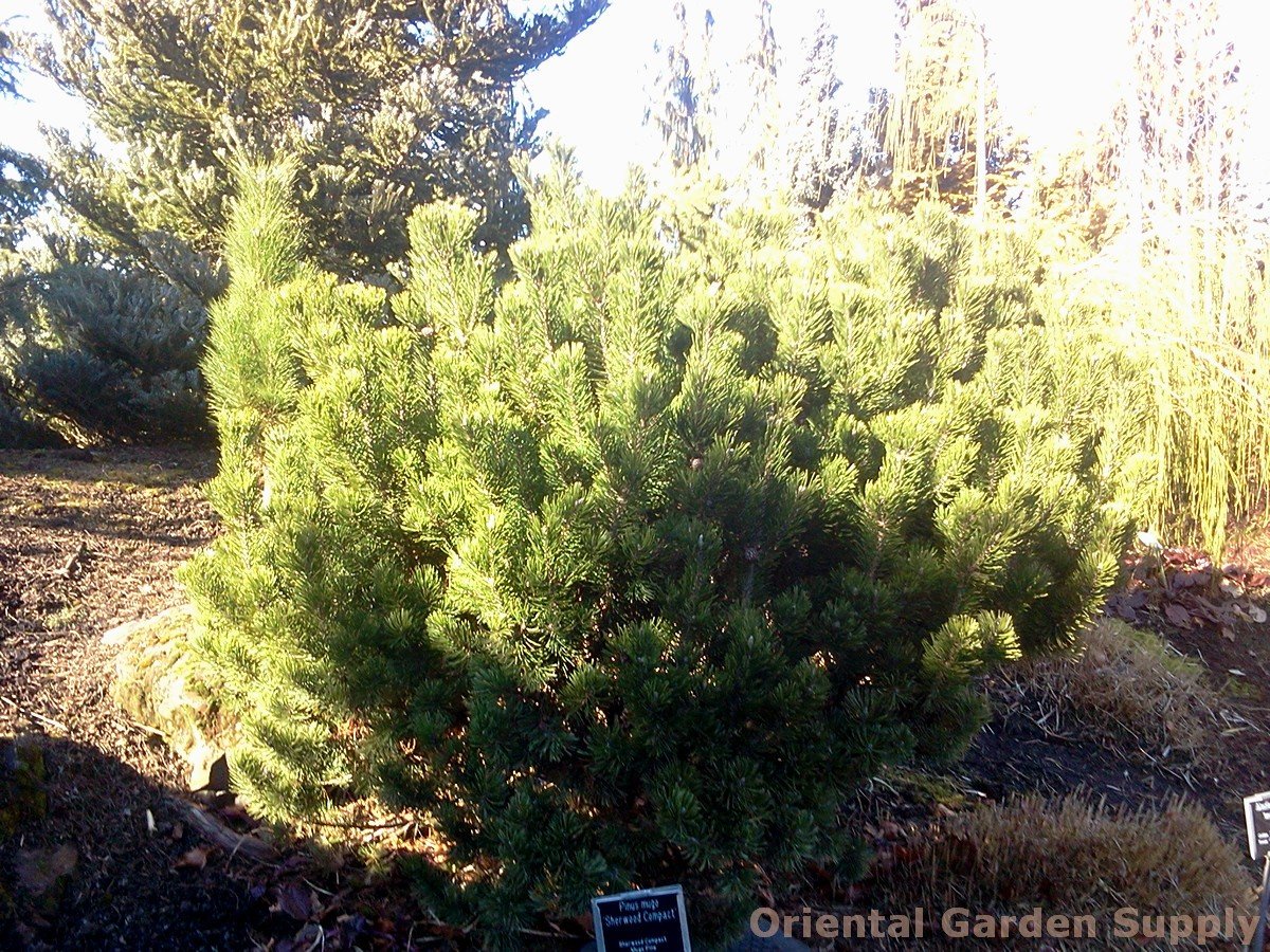pinus mugo 'sherwood's compact' - oriental garden supply llc