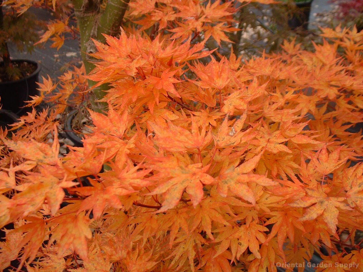 acer palmatum 'higasayama' - oriental garden supply llc