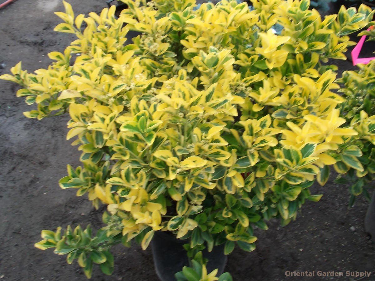 euonymus japonica 'aurea-marginatus' - oriental garden