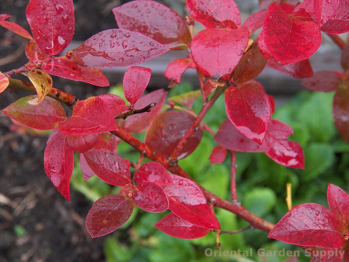 vaccinium corymbosum 'blue crop' - oriental garden supply llc