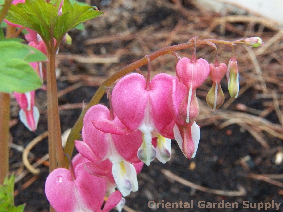dicentra spectabilis - oriental garden supply llc