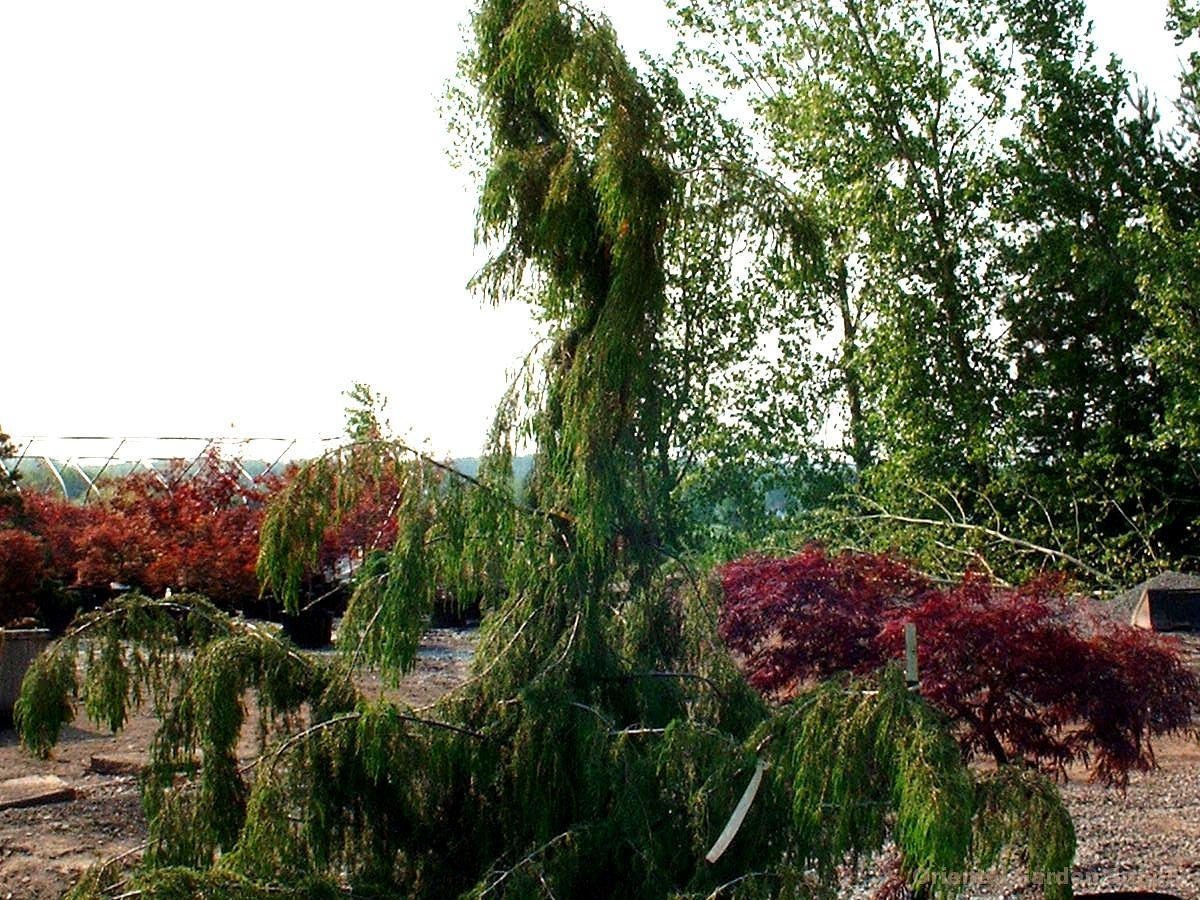 juniperus rigida 'pendula' - oriental garden supply llc