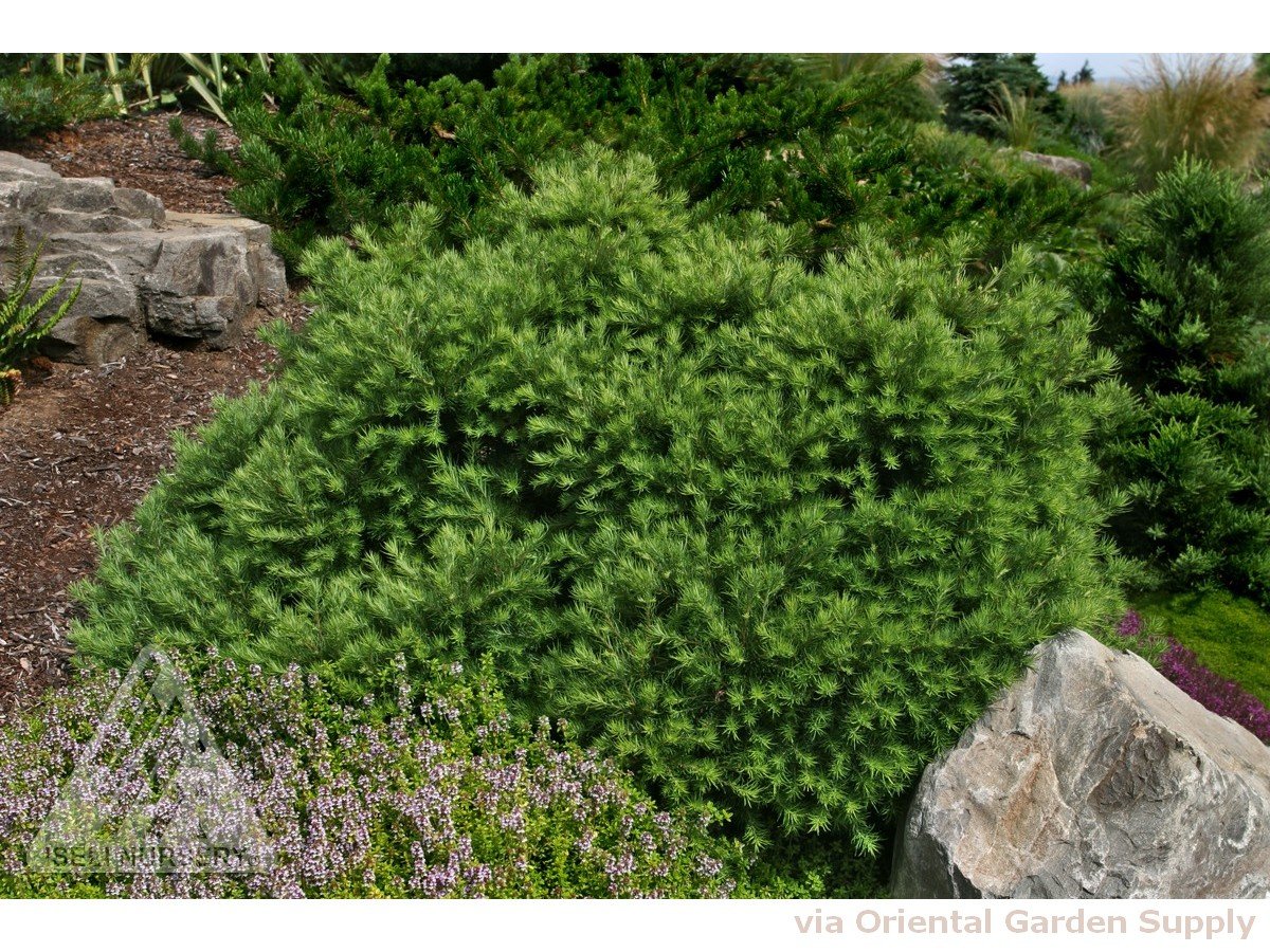 larix gmeli 'romberg park' - oriental garden supply llc