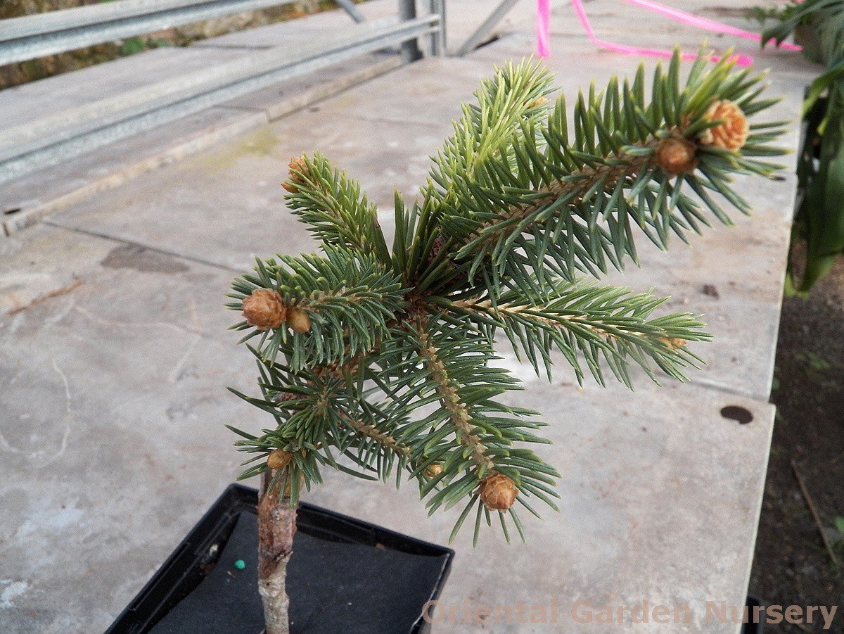 picea pungens 'stanley's gold' - oriental garden supply llc