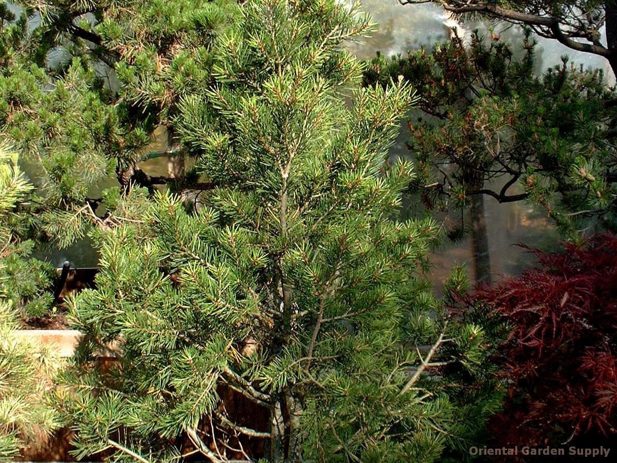 pinus bungeana 'rowe arboretum' - oriental garden supply llc