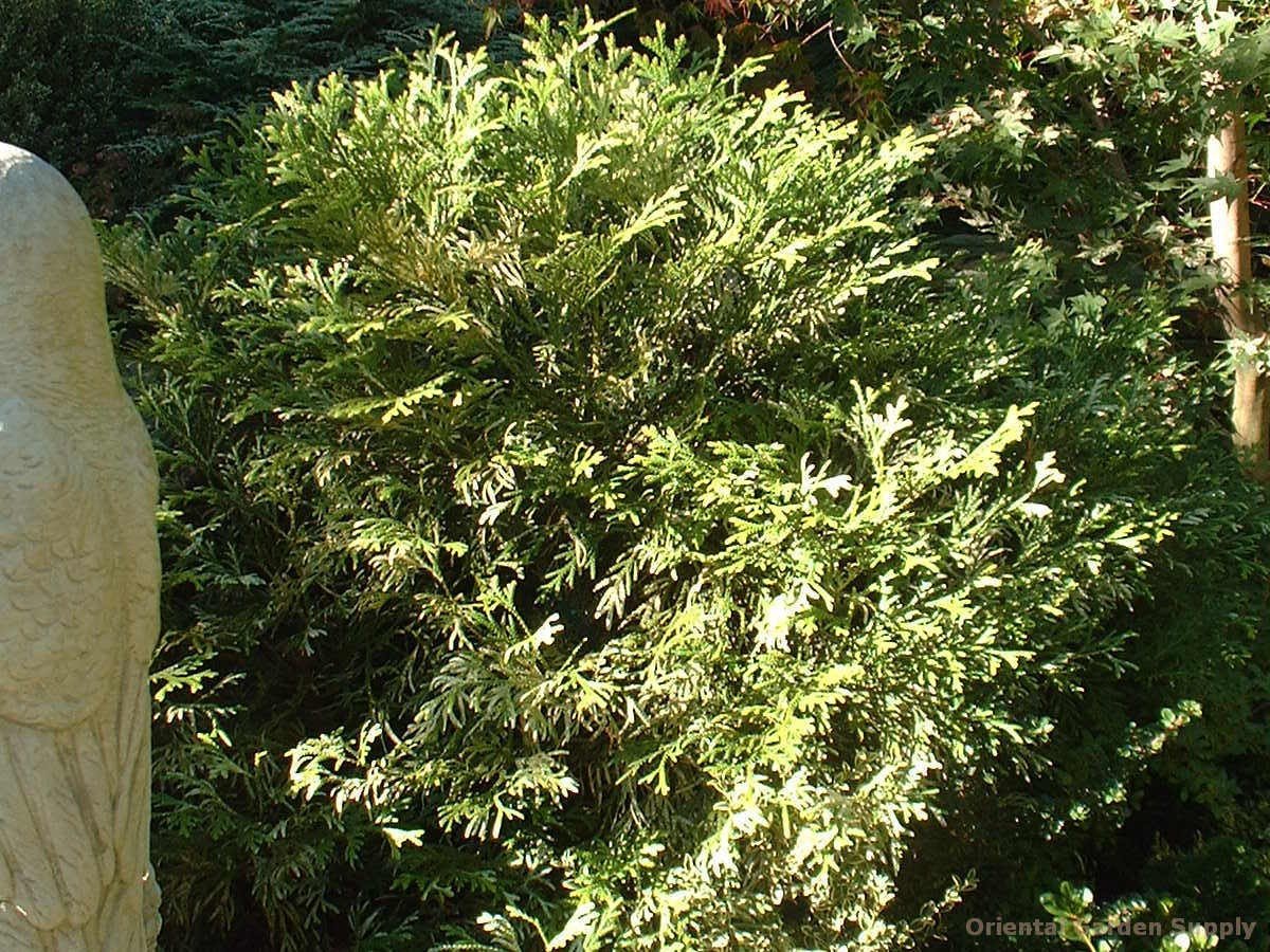 thujopsis dolobrata 'variegata' - oriental garden supply llc