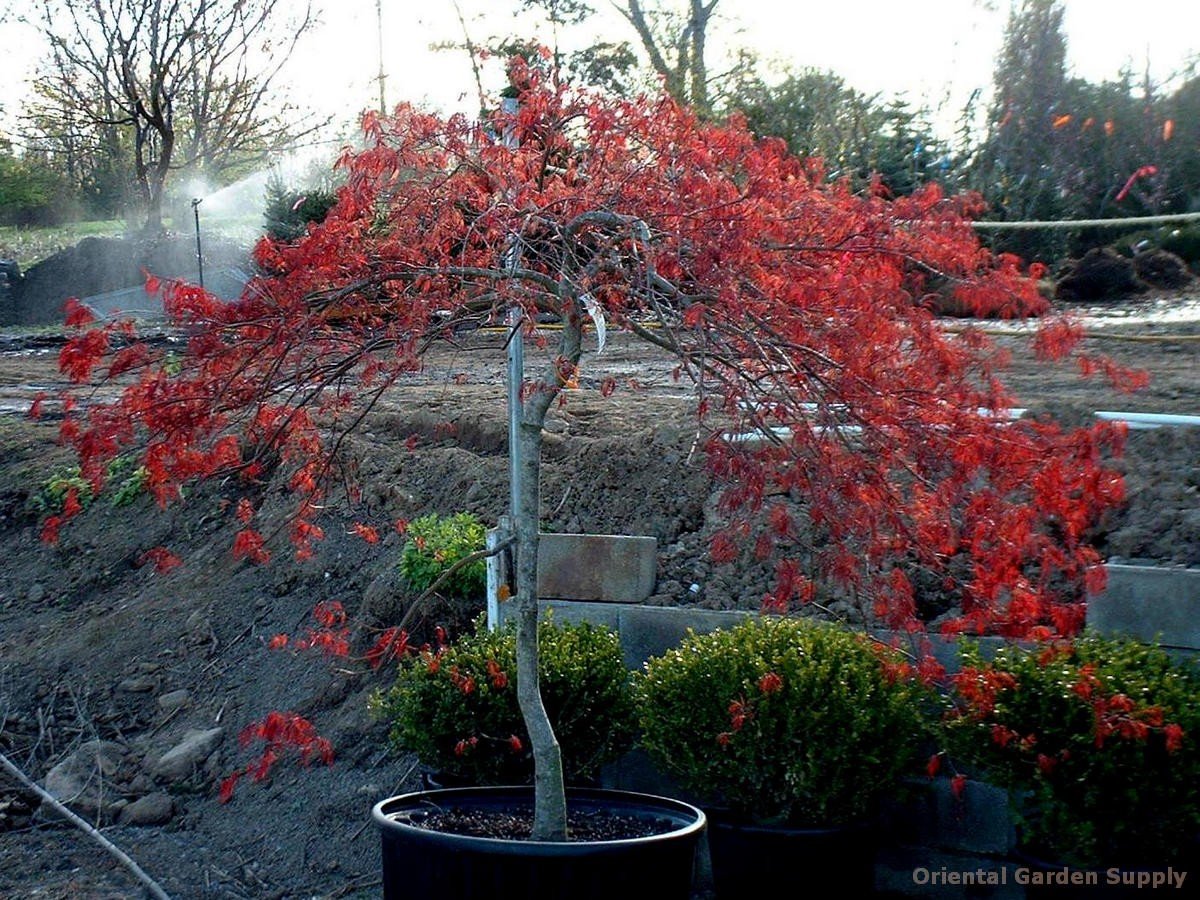 acer inaba shidare - garden design ideas