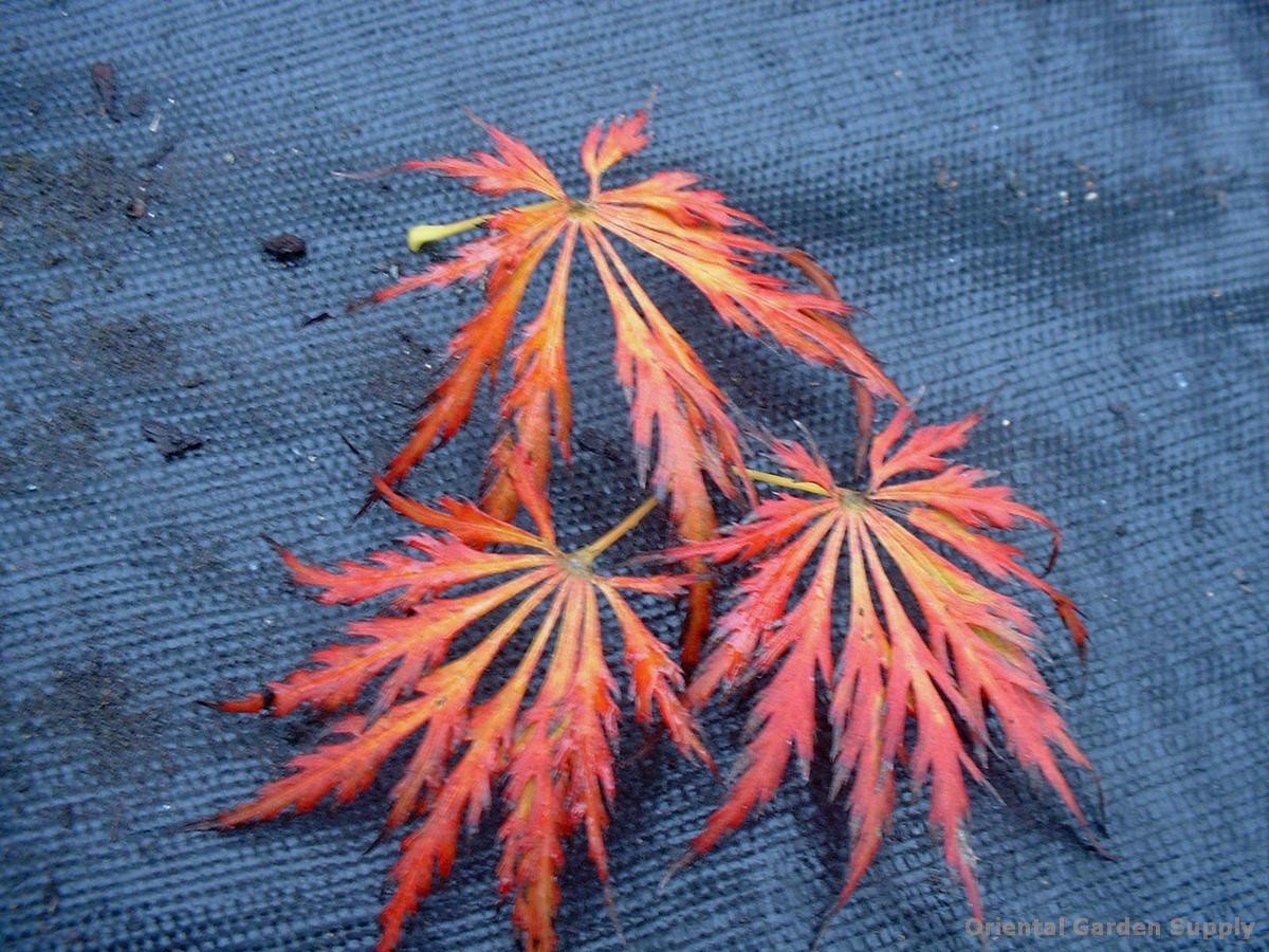acer palmatum 'katsura hime' - oriental garden supply llc
