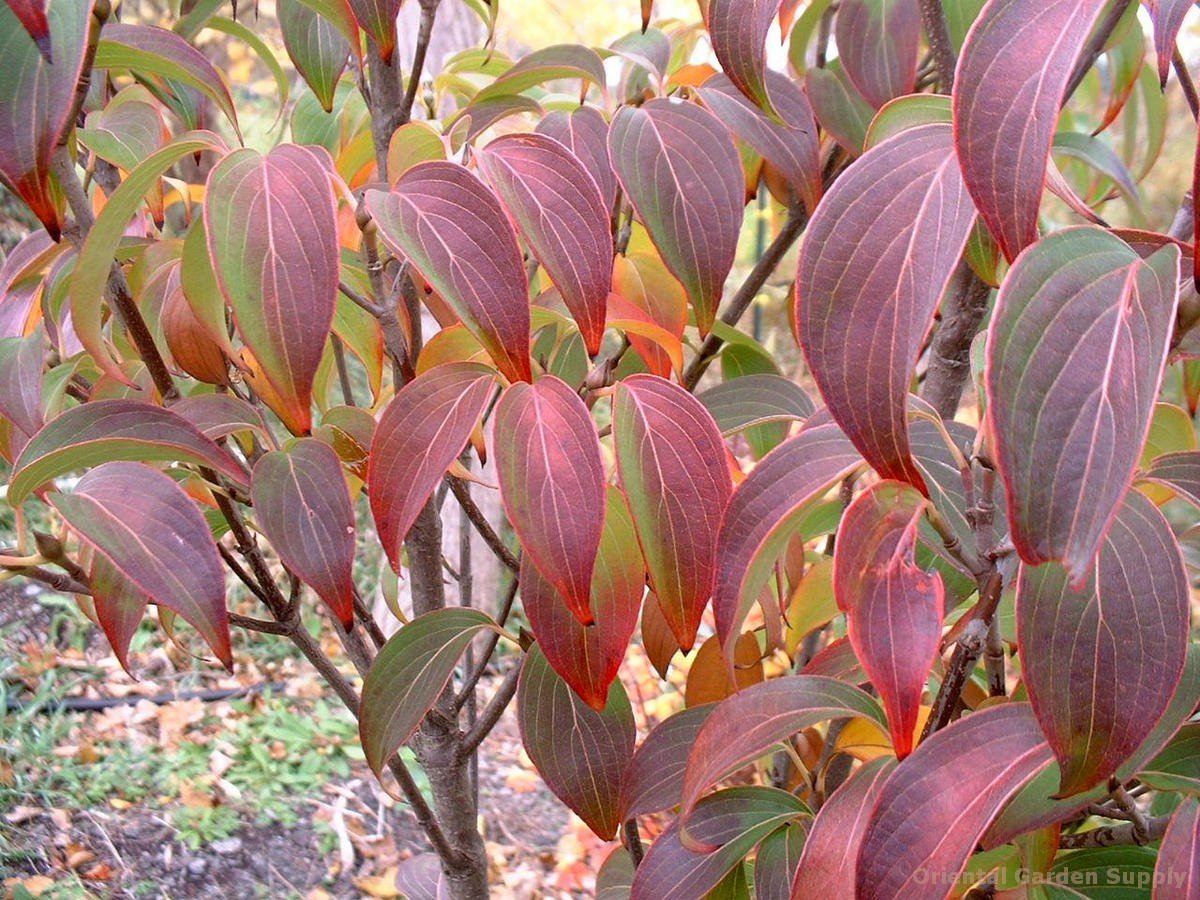 cornus kousa chinensis 'autumn rose' - oriental garden