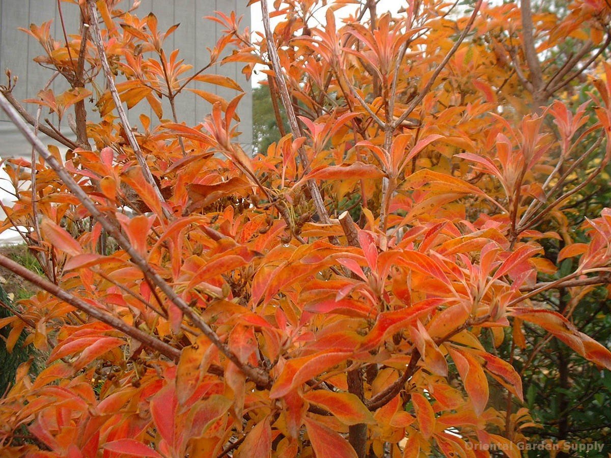 enkianthus campanulatus 'miyamabeni' - oriental garden