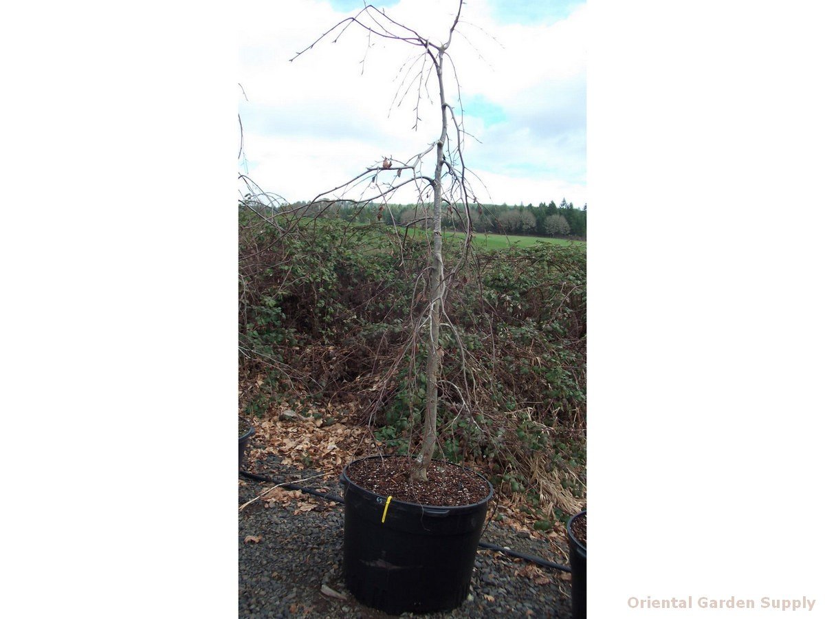 fagus sylvatica 'black swan' - oriental garden supply llc