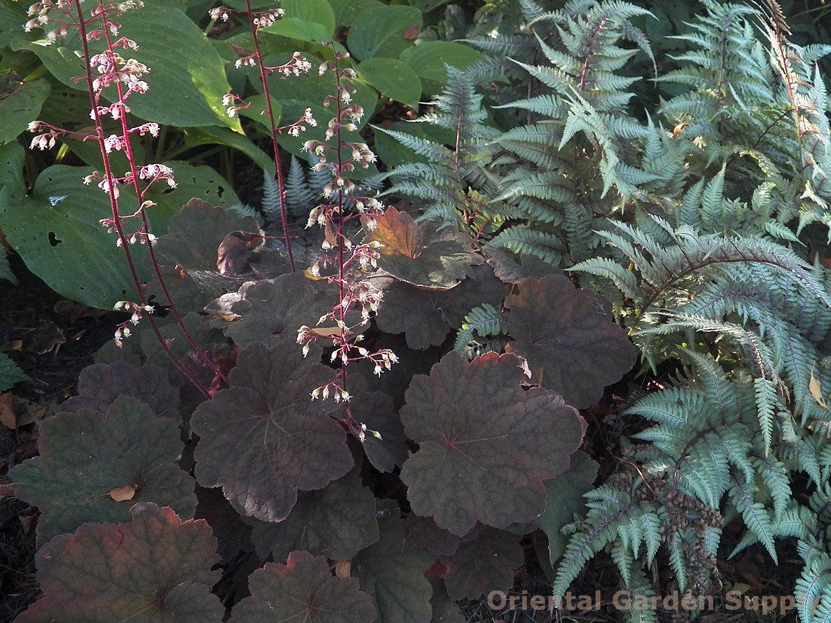 heuchera 'brownies' - oriental garden supply llc