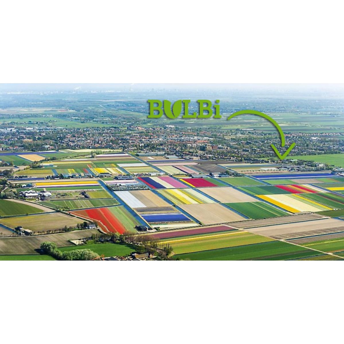 the best flower bulbs online | bulbi.nl