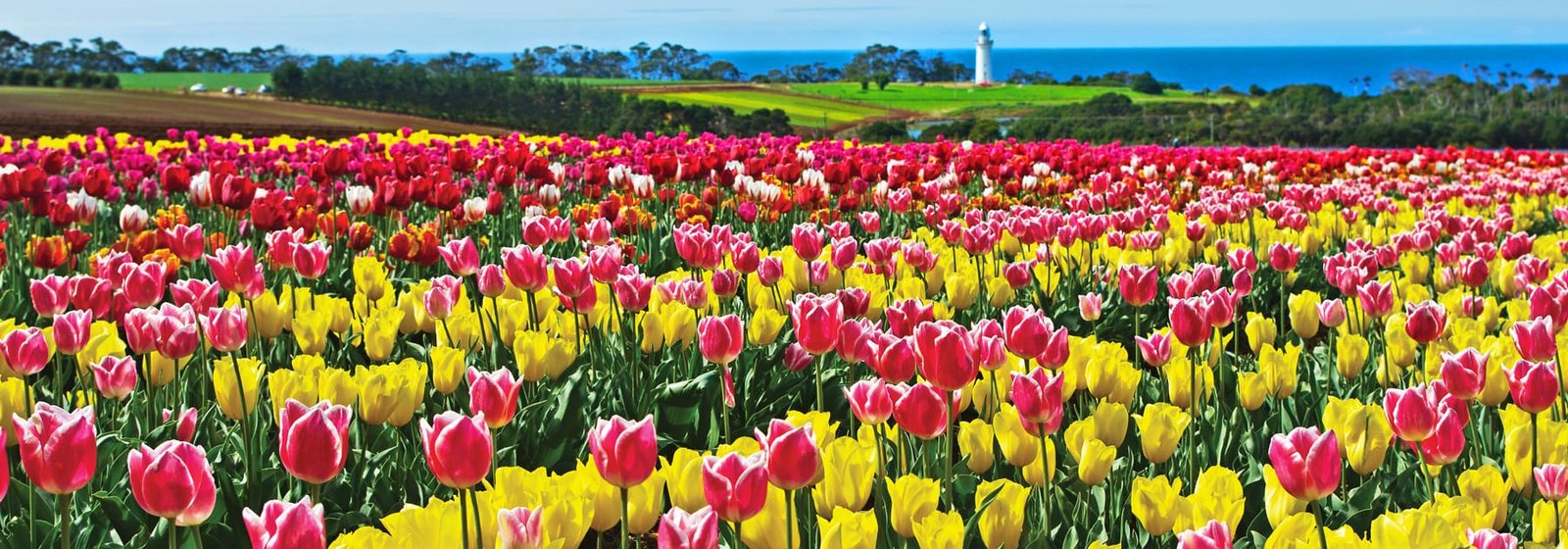 tasmania's botanical parks & gardens | discover tasmania