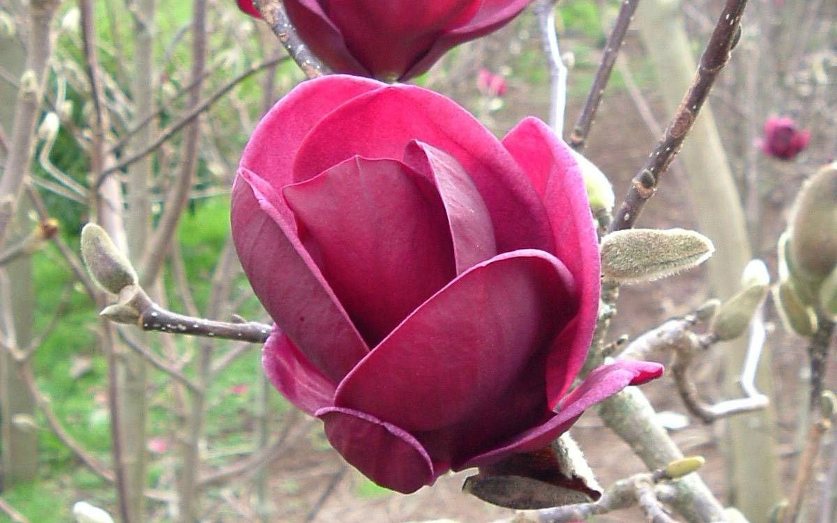plant of the month august- magnolia