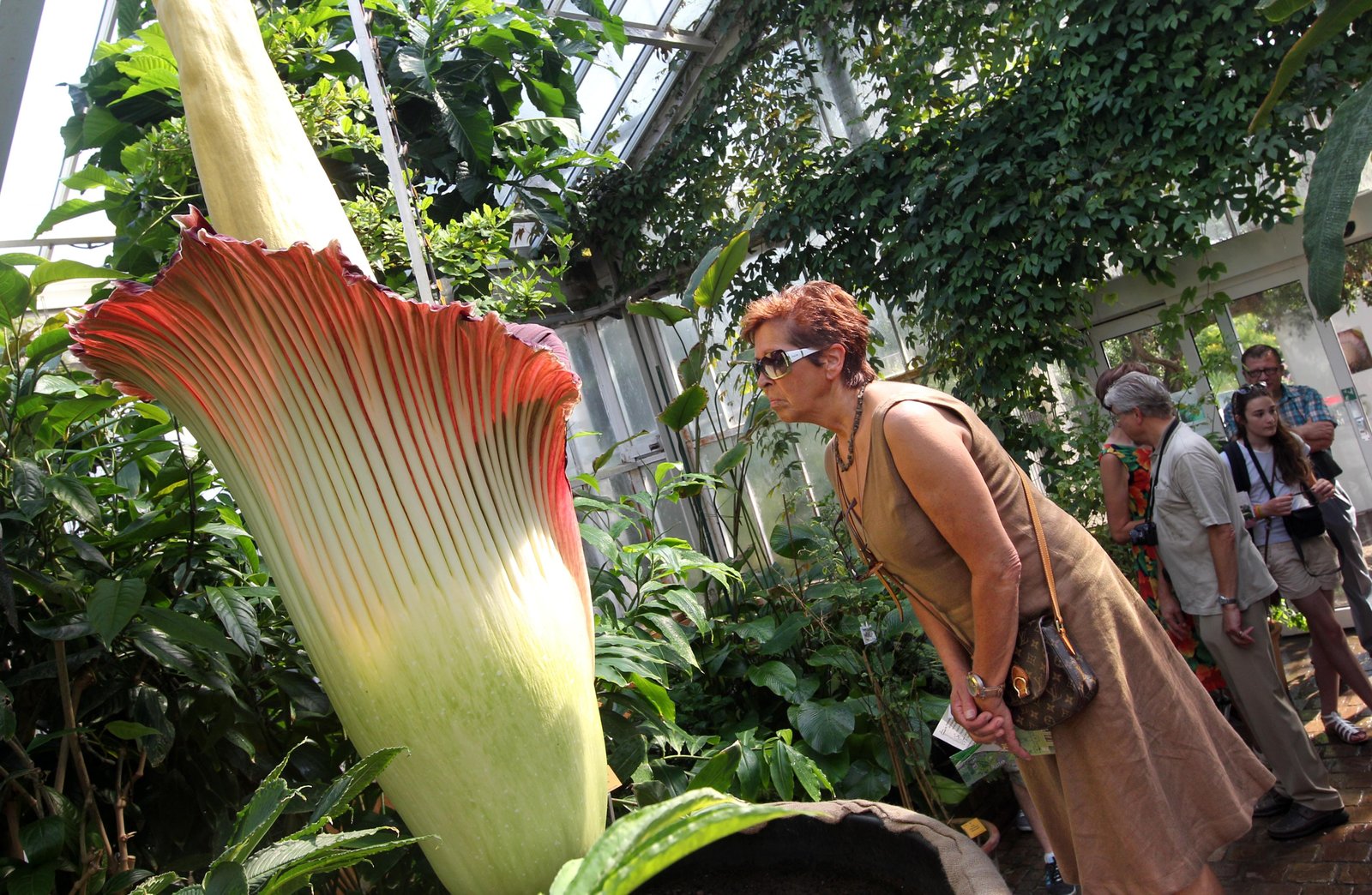 the new york botanical garden's corpse flower may finally bloom