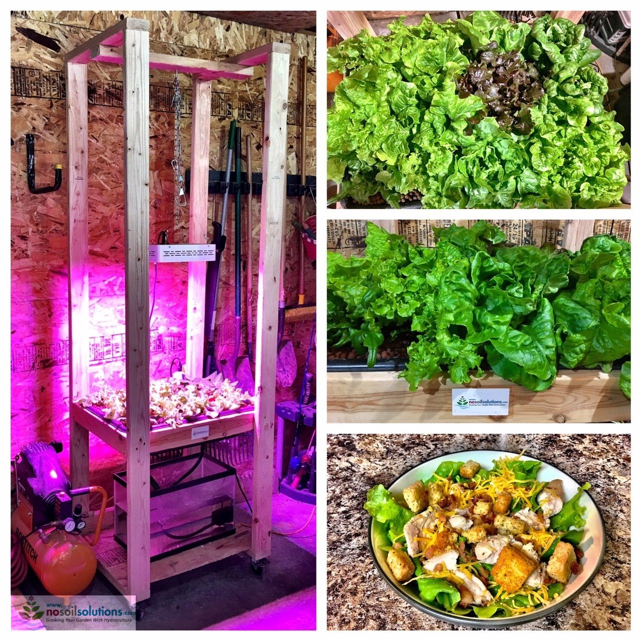 How To Grow Hydroponic Lettuce - NoSoilSolutions
