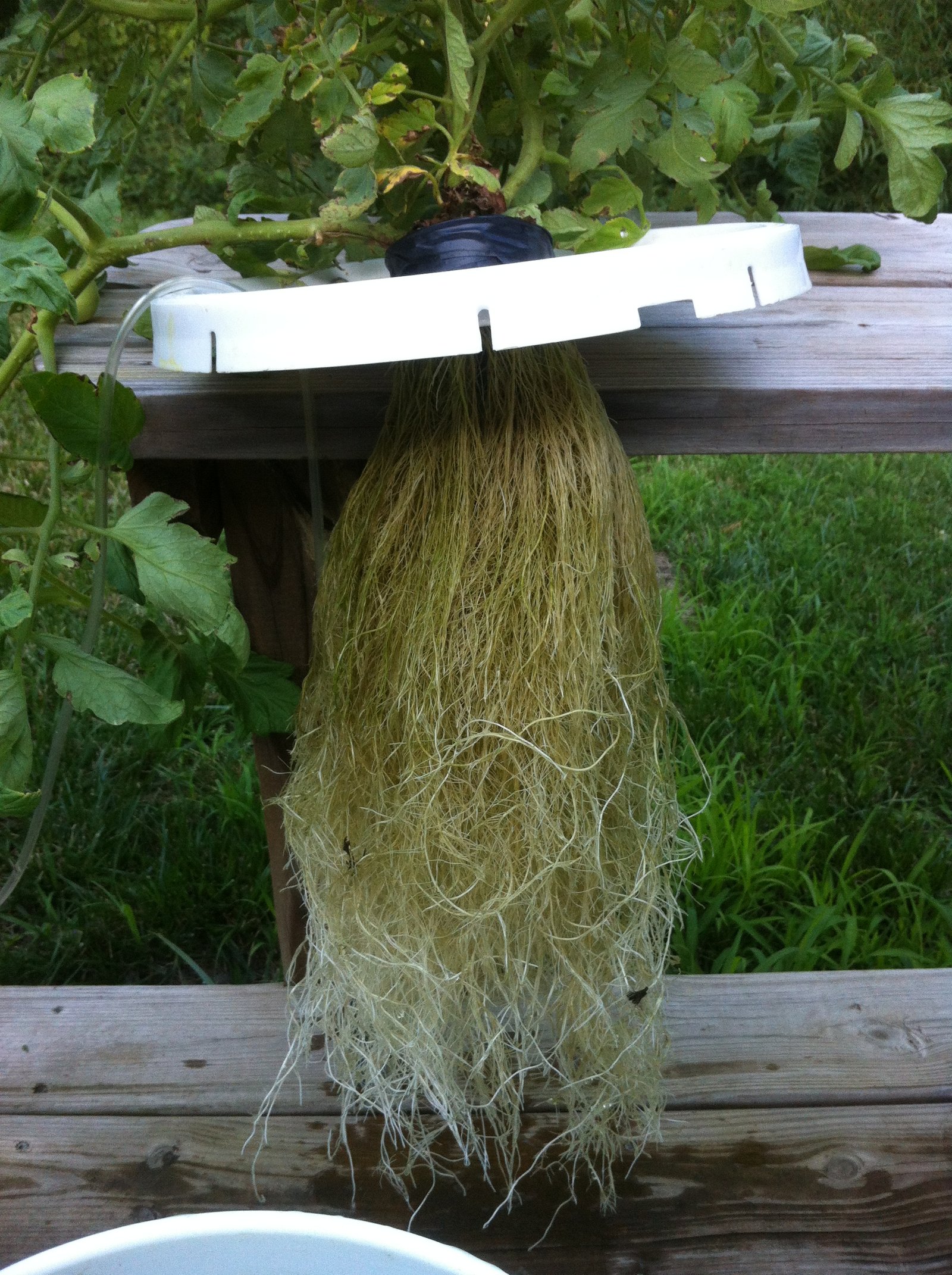 Healthy root system of hydroponic tomato plants ...